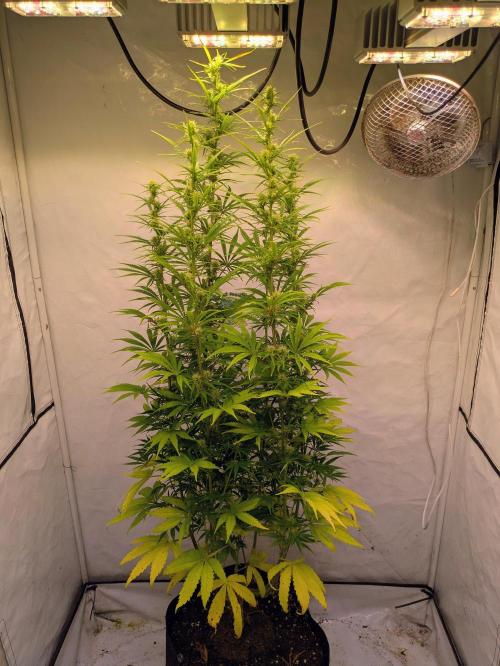 5x Hawaiian Snow/ topped / LST. Week 12