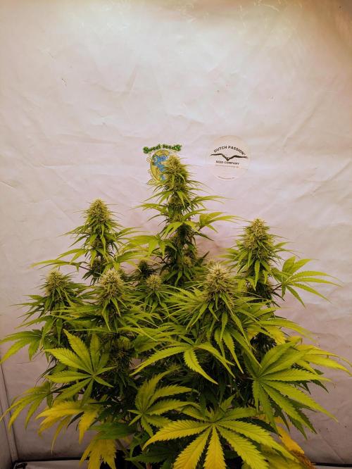 5x Hawaiian Snow/ topped / LST. Week 12