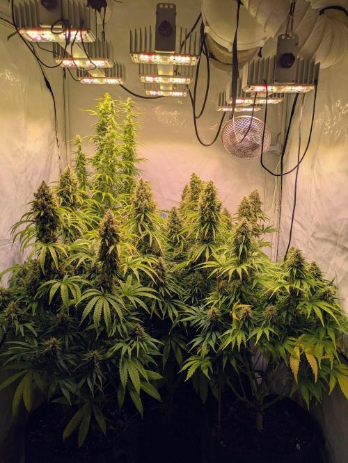 5x Hawaiian Snow/ topped / LST. Week 13