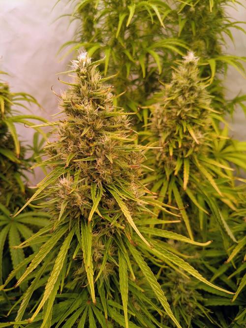 5x Hawaiian Snow/ topped / LST. Week 13