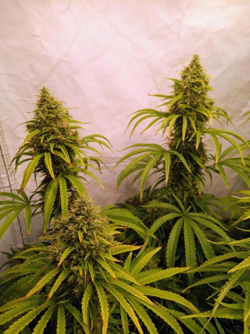 5x Hawaiian Snow/ topped / LST. Week 13