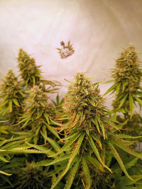 5x Hawaiian Snow/ topped / LST. Week 13