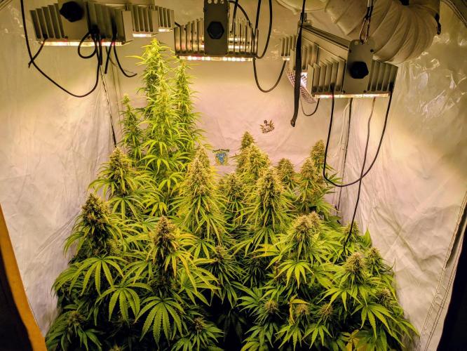 5x Hawaiian Snow/ topped / LST. Week 13