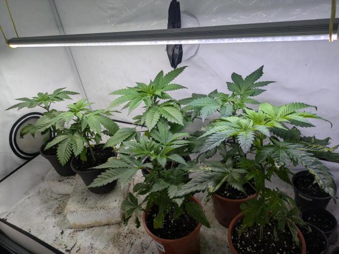 3x Meringue,3x Frozen Biscotti/LST/toped. Week 5