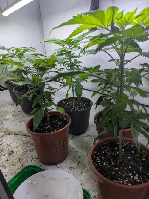 3x Meringue,3x Frozen Biscotti/LST/toped. Week 5