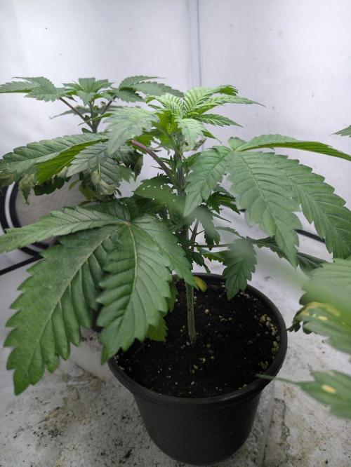 3x Meringue,3x Frozen Biscotti/LST/toped. Week 5