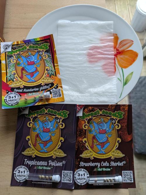 Projekt 4m Bäume - Sweet Seeds Fast. Week 0