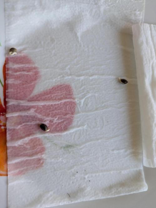 Projekt 4m Bäume - Sweet Seeds Fast. Week 0