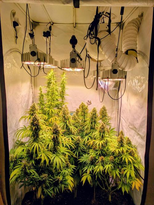 5x Hawaiian Snow/ topped / LST. Week 14