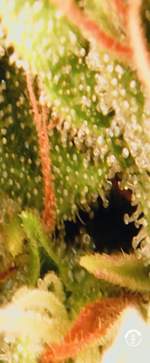 5x Hawaiian Snow/ topped / LST. Week 14