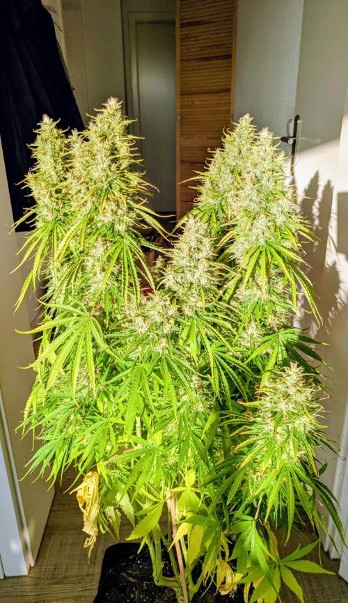 5x Hawaiian Snow/ topped / LST. Week 14