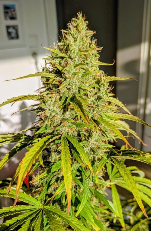 5x Hawaiian Snow/ topped / LST. Week 14