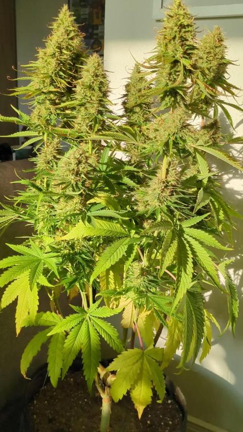 5x Hawaiian Snow/ topped / LST