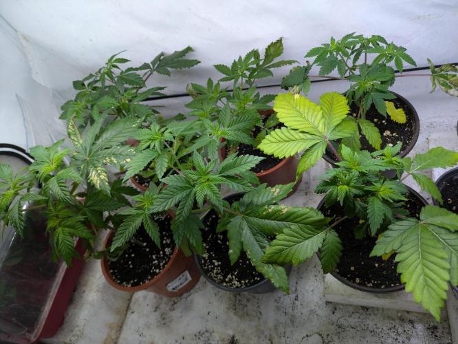 3x Meringue,3x Frozen Biscotti/LST/toped. Week 6