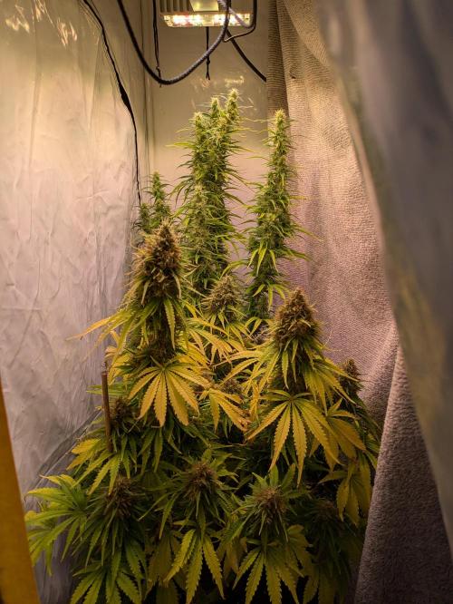 5x Hawaiian Snow/ topped / LST. Week 15 - Die letzten 2