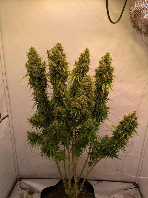 5x Hawaiian Snow/ topped / LST. Week 15