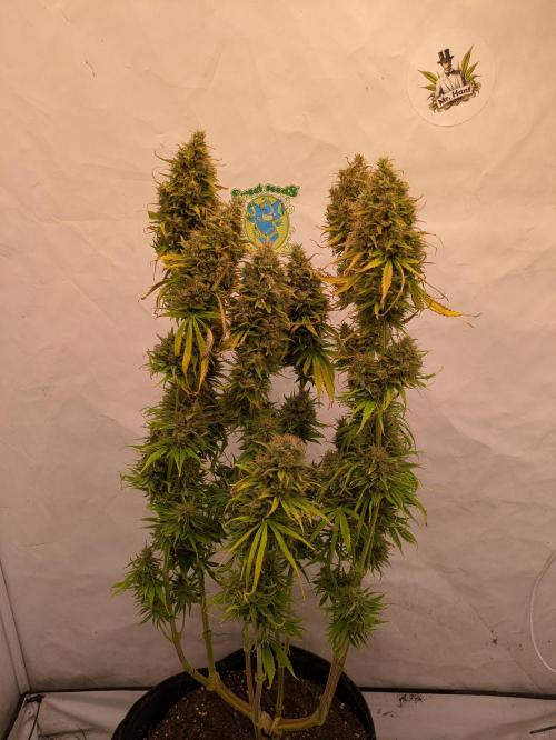 5x Hawaiian Snow/ topped / LST. Week 15