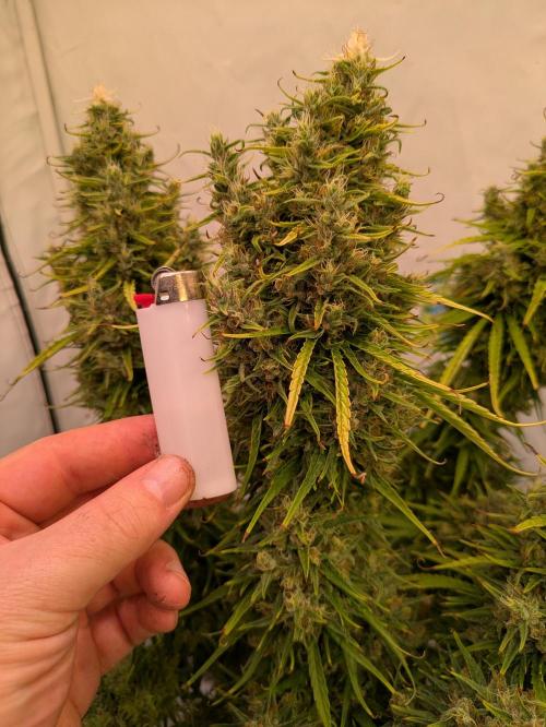 5x Hawaiian Snow/ topped / LST. Week 15