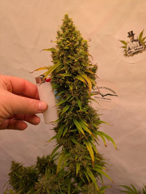 5x Hawaiian Snow/ topped / LST. Week 15