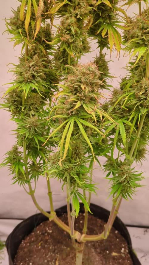 5x Hawaiian Snow/ topped / LST