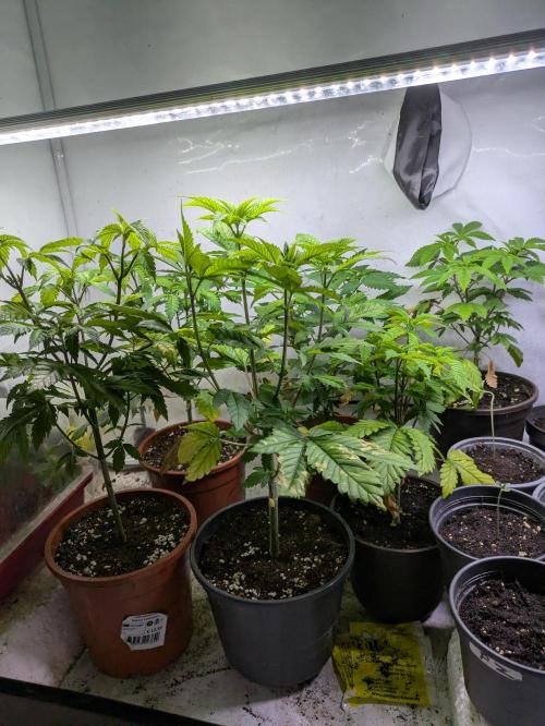 3x Meringue,3x Frozen Biscotti/LST/toped. Week 7