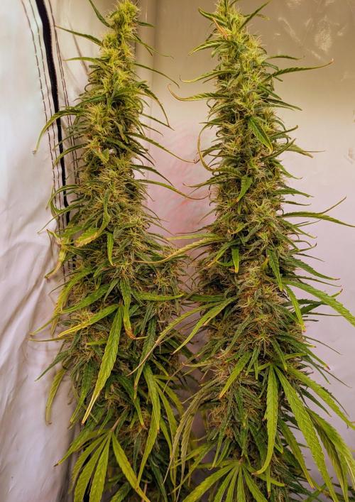 5x Hawaiian Snow/ topped / LST. Week 17