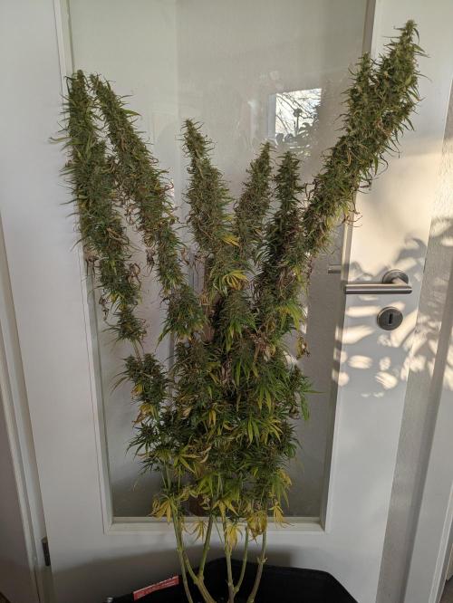 5x Hawaiian Snow/ topped / LST. Week 18