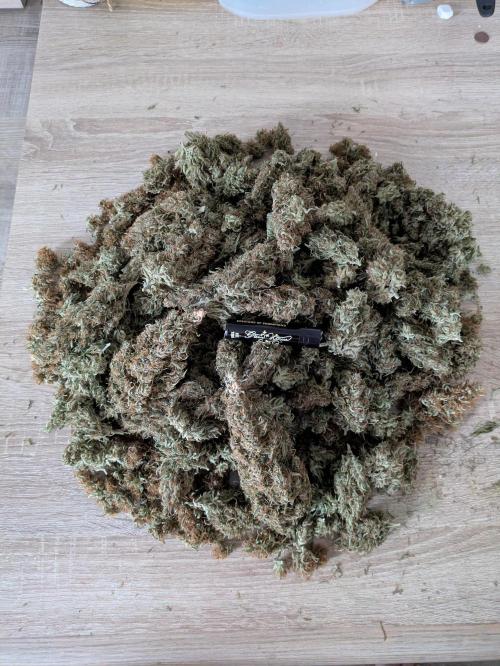 5x Hawaiian Snow/ topped / LST. Week 18