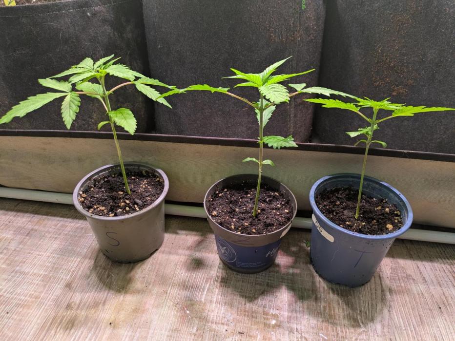 Projekt 4m Bäume - Sweet Seeds Fast. Week 3