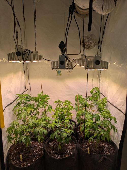 3x Meringue,3x Frozen Biscotti/LST/toped. Week 10