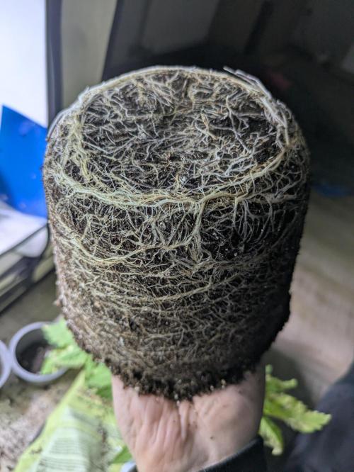 3x Meringue,3x Frozen Biscotti/LST/toped. Week 10