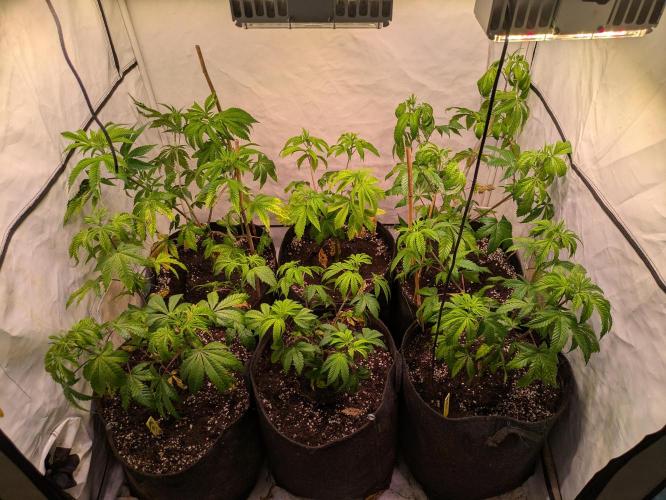 3x Meringue,3x Frozen Biscotti/LST/toped. Week 10