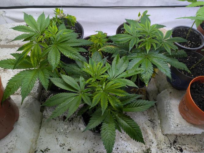 3x Meringue,3x Frozen Biscotti/LST/toped. Week 10