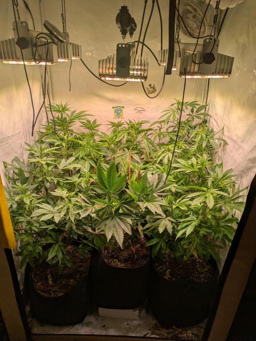 3x Meringue,3x Frozen Biscotti/LST/toped. Week 12