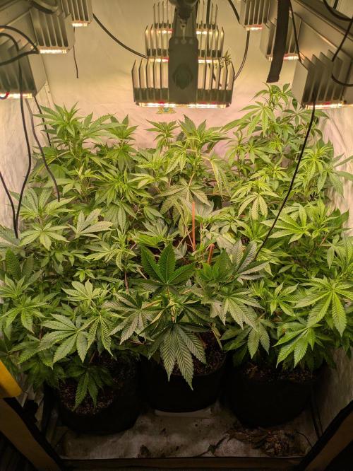 3x Meringue,3x Frozen Biscotti/LST/toped. Week 12