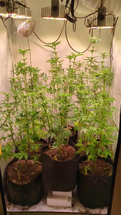 3x Meringue,3x Frozen Biscotti/LST/toped