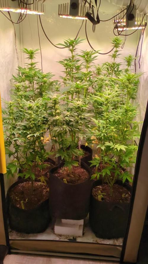 3x Meringue,3x Frozen Biscotti/LST/toped