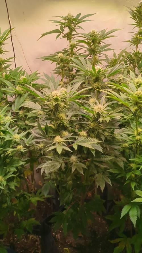 3x Meringue,3x Frozen Biscotti/LST/toped