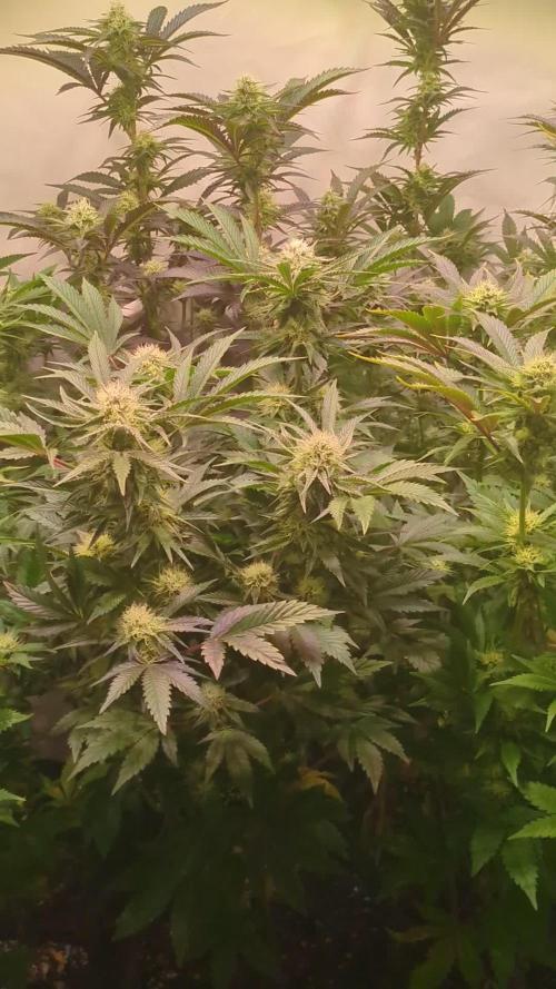 3x Meringue,3x Frozen Biscotti/LST/toped
