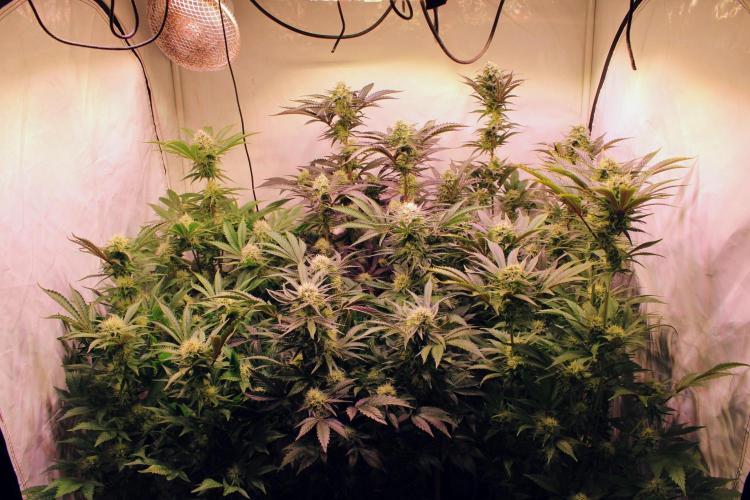 3x Meringue,3x Frozen Biscotti/LST/toped. Week 17
