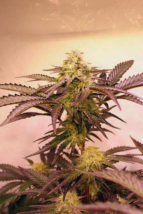 3x Meringue,3x Frozen Biscotti/LST/toped. Week 17