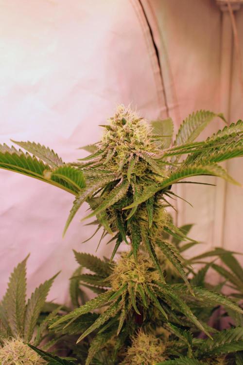 3x Meringue,3x Frozen Biscotti/LST/toped. Week 17