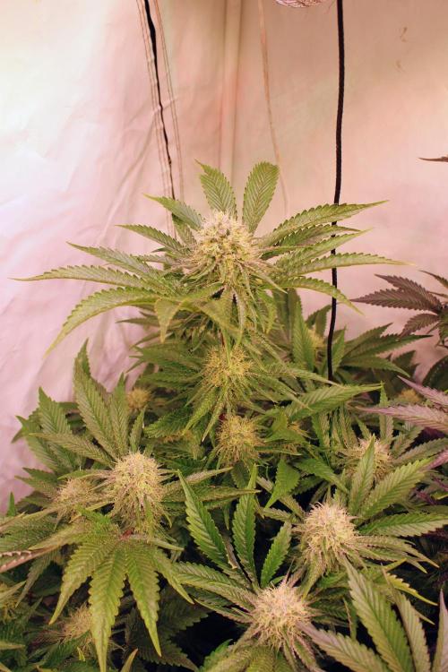 3x Meringue,3x Frozen Biscotti/LST/toped. Week 17