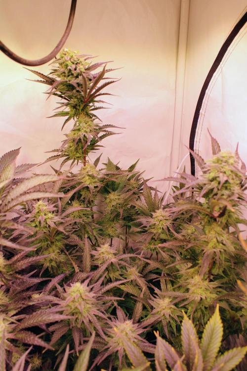 3x Meringue,3x Frozen Biscotti/LST/toped. Week 17