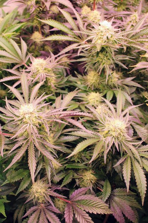 3x Meringue,3x Frozen Biscotti/LST/toped. Week 17
