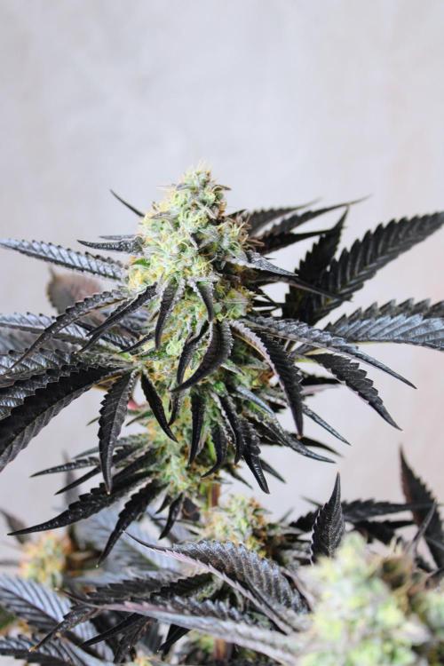3x Meringue,3x Frozen Biscotti/LST/toped. Week 18