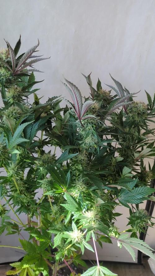 3x Meringue,3x Frozen Biscotti/LST/toped