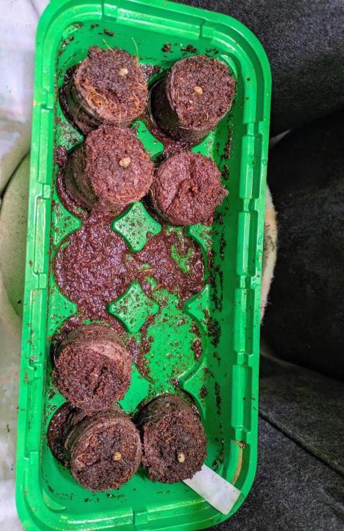 3x Meringue,3x Frozen Biscotti/LST/toped. Week 0