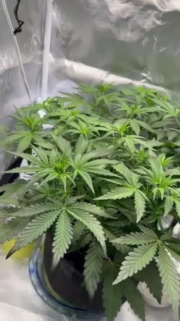 Northern Cheese Haze Auto - First Grow