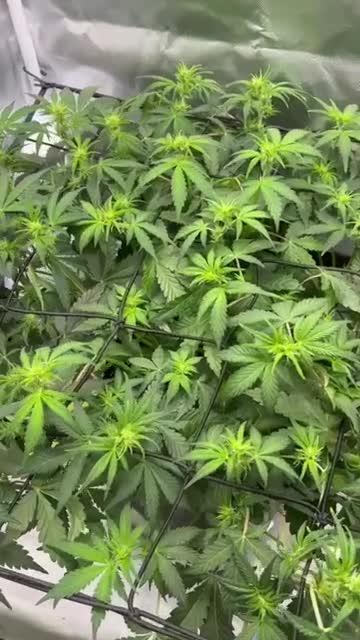 Northern Cheese Haze Auto - First Grow